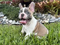 Winston, a male French Bulldog for sale in Palm Beach Gardens, FL – 1 of 4
