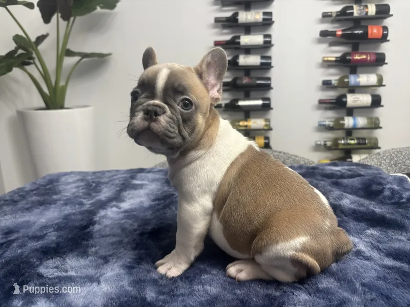 Romeo – French Bulldog puppy for sale in Palm Beach Gardens, FL