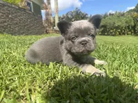 Hero, a male French Bulldog for sale in Palm Beach Gardens, FL – 2 of 5