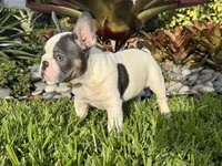 Saint, a male French Bulldog for sale in Palm Beach Gardens, FL – 6 of 6