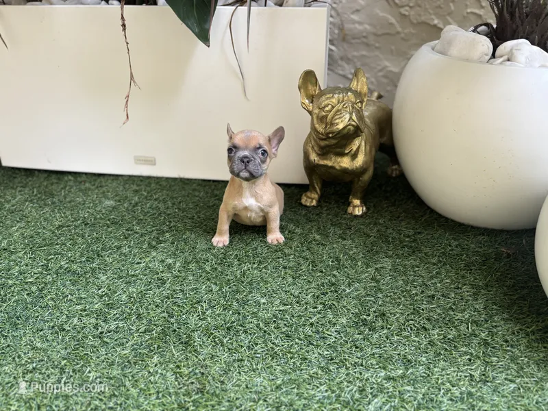 Holly – French Bulldog puppy for sale in Palm Beach Gardens, FL