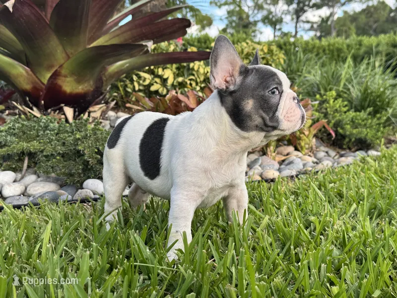 Saint – French Bulldog puppy for sale in Palm Beach Gardens, FL