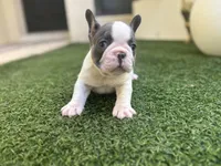 Saint, a male French Bulldog for sale in Palm Beach Gardens, FL – 5 of 5