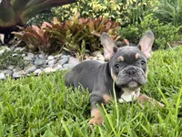 Ace, a male French Bulldog for sale in Palm Beach Gardens, FL – 2 of 2