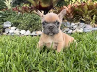 Holly, a male French Bulldog for sale in Palm Beach Gardens, FL – 2 of 2