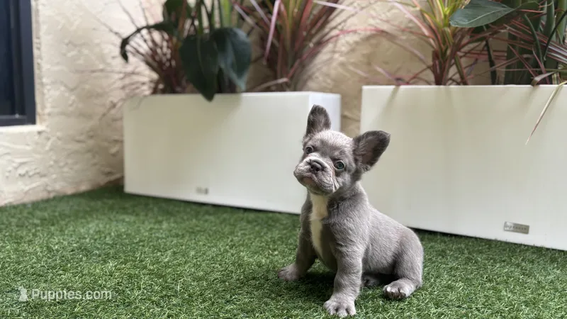 Holiday – French Bulldog puppy for sale in Palm Beach Gardens, FL