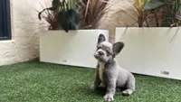 Holiday, a female French Bulldog for sale in Palm Beach Gardens, FL – 1 of 4