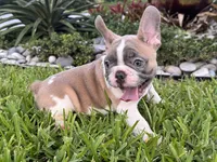 Winston, a male French Bulldog for sale in Palm Beach Gardens, FL – 3 of 4