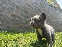 Holiday, a female French Bulldog for sale in Palm Beach Gardens, FL – 5 of 6