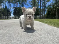 Holly, a female French Bulldog for sale in Palm Beach Gardens, FL – 2 of 5