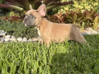 Junior, a male French Bulldog for sale in Palm Beach Gardens, FL – 3 of 6