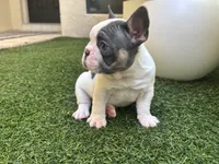 Saint, a male French Bulldog for sale in Palm Beach Gardens, FL – 2 of 5