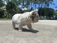 Holly, a female French Bulldog for sale in Palm Beach Gardens, FL – 3 of 5