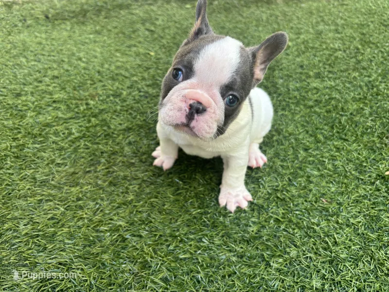 Saint – French Bulldog puppy for sale in Palm Beach Gardens, FL