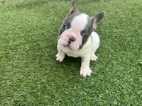Saint, a male French Bulldog for sale in Palm Beach Gardens, FL – 1 of 5