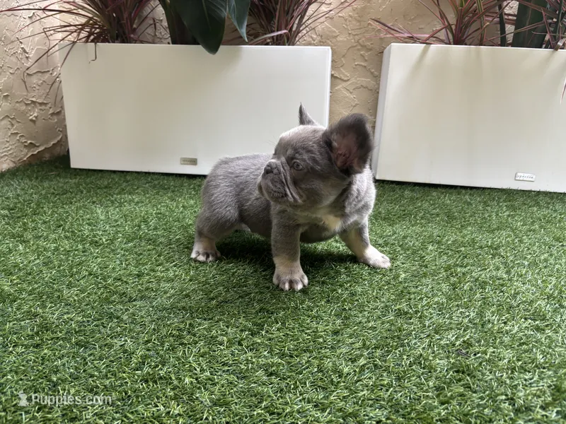 Hero – French Bulldog puppy for sale in Palm Beach Gardens, FL
