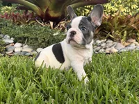 Saint, a male French Bulldog for sale in Palm Beach Gardens, FL – 5 of 6