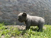 Holiday, a female French Bulldog for sale in Palm Beach Gardens, FL – 6 of 6
