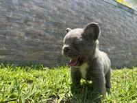 Holiday, a female French Bulldog for sale in Palm Beach Gardens, FL – 2 of 6