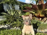 Romeo, a male French Bulldog for sale in Palm Beach Gardens, FL – 5 of 7