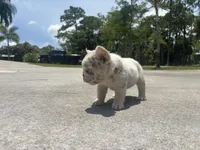Holly, a female French Bulldog for sale in Palm Beach Gardens, FL – 5 of 5