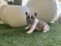 Romeo, a male French Bulldog for sale in Palm Beach Gardens, FL – 2 of 2
