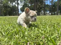 Hope, a male French Bulldog for sale in Palm Beach Gardens, FL – 3 of 4