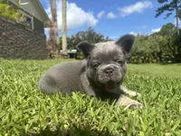 Hero, a male French Bulldog for sale in Palm Beach Gardens, FL – 5 of 5