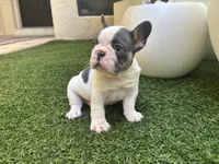 Saint, a male French Bulldog for sale in Palm Beach Gardens, FL – 3 of 5