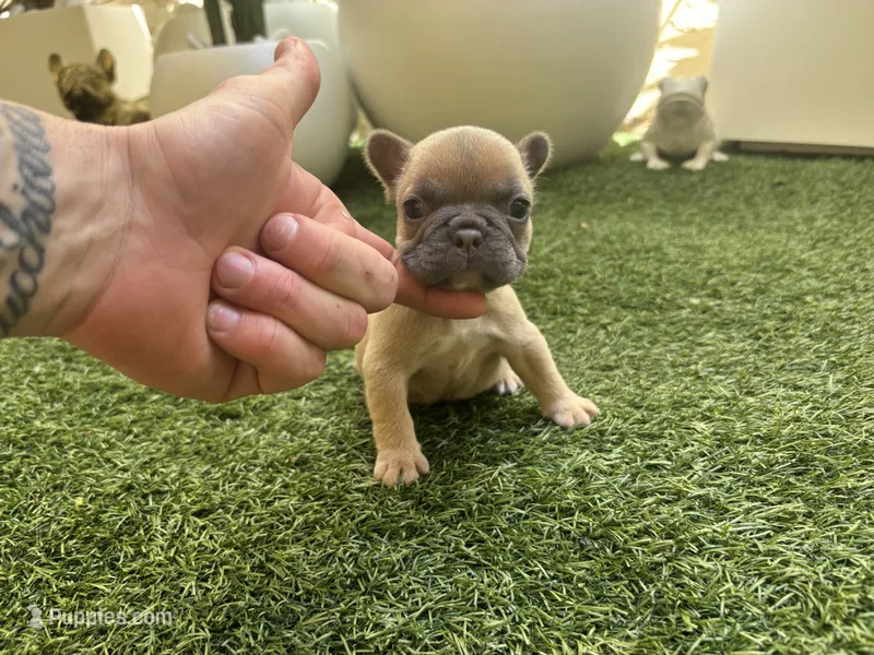 Junior – French Bulldog puppy for sale in Palm Beach Gardens, FL