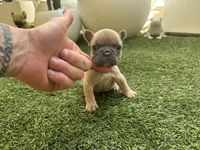 Junior, a male French Bulldog for sale in Palm Beach Gardens, FL – 1 of 1
