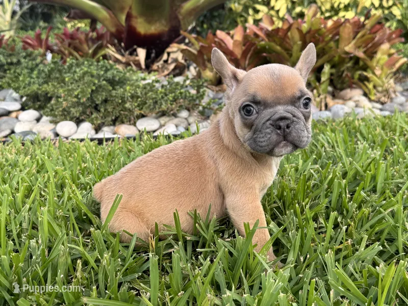 Holly – French Bulldog puppy for sale in Palm Beach Gardens, FL