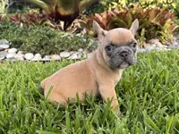 Holly, a male French Bulldog for sale in Palm Beach Gardens, FL – 1 of 2