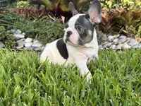 Saint, a male French Bulldog for sale in Palm Beach Gardens, FL – 3 of 6