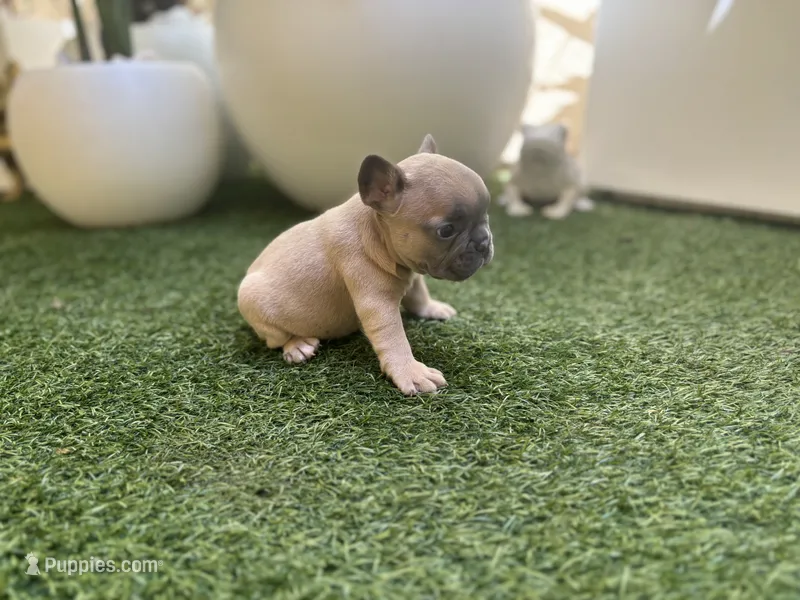 Holly – French Bulldog puppy for sale in Palm Beach Gardens, FL