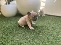 Holly, a male French Bulldog for sale in Palm Beach Gardens, FL – 1 of 3
