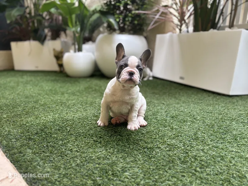 Saint – French Bulldog puppy for sale in Palm Beach Gardens, FL