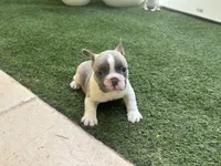 Winston, a male French Bulldog for sale in Palm Beach Gardens, FL – 4 of 4