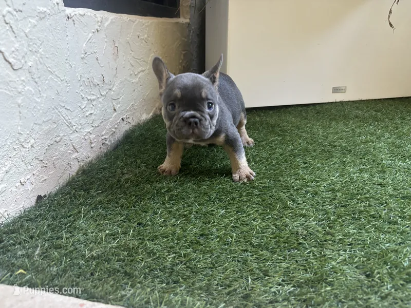 Enzo – French Bulldog puppy for sale in Palm Beach Gardens, FL