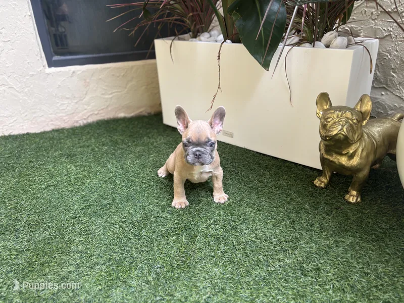 Junior – French Bulldog puppy for sale in Palm Beach Gardens, FL