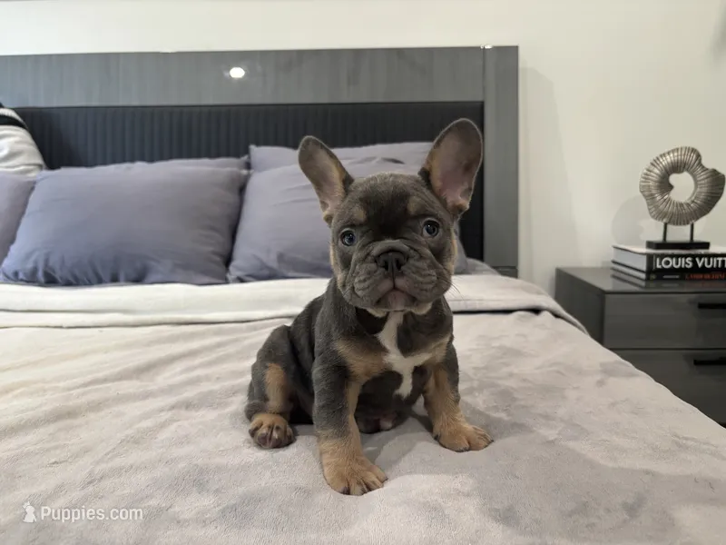 Enzo – French Bulldog puppy for sale in Palm Beach Gardens, FL