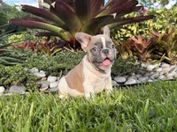 Romeo, a male French Bulldog for sale in Palm Beach Gardens, FL – 2 of 7