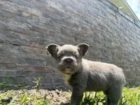 Holiday, a female French Bulldog for sale in Palm Beach Gardens, FL – 4 of 6