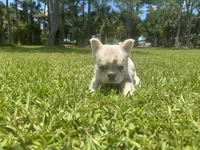 Hershel, a male French Bulldog for sale in Palm Beach Gardens, FL – 5 of 6