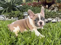 Winston, a male French Bulldog for sale in Palm Beach Gardens, FL – 2 of 4