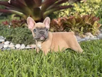 Junior, a male French Bulldog for sale in Palm Beach Gardens, FL – 2 of 6