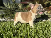 Romeo, a male French Bulldog for sale in Palm Beach Gardens, FL – 6 of 7