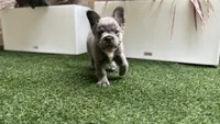 Holiday, a female French Bulldog for sale in Palm Beach Gardens, FL – 4 of 4