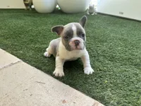 Winston, a male French Bulldog for sale in Palm Beach Gardens, FL – 3 of 4