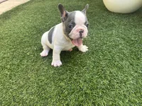 Saint, a male French Bulldog for sale in Palm Beach Gardens, FL – 4 of 5